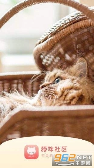 猫咪社区2025图4