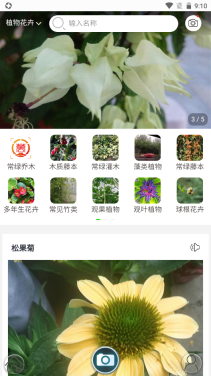行色識花