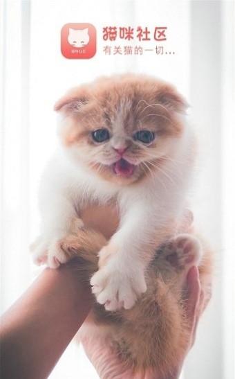 猫咪社区手机版截图1