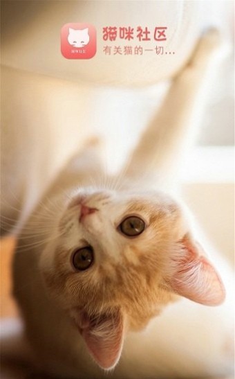 猫咪社区手机版截图2