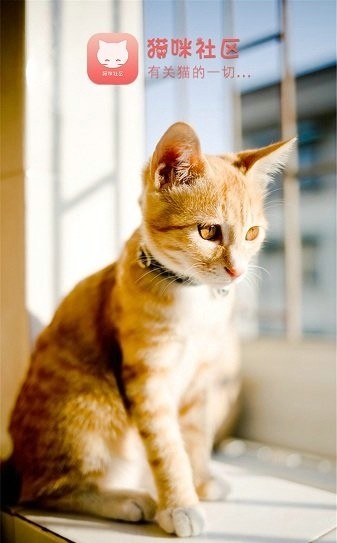 猫咪社区手机版截图3