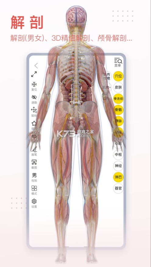 3Dbody解剖