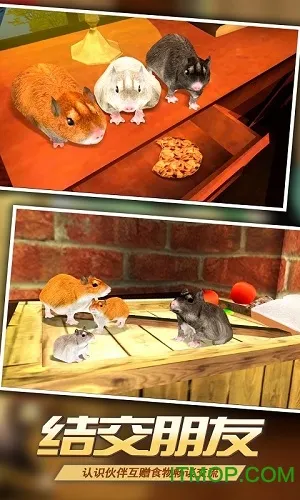 真实老鼠模拟(精灵鼠小弟)