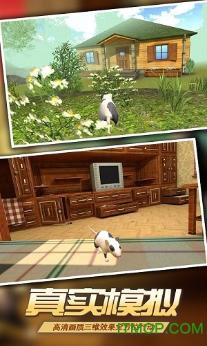 真实老鼠模拟(精灵鼠小弟)