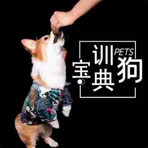 训狗教程-狗狗热门动作训练