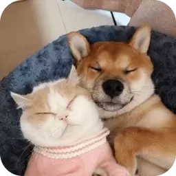 萌趣猫狗翻译器-人狗交流器