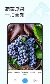 拍照识花识物