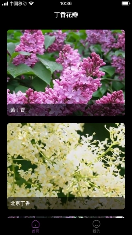 丁香花瓣