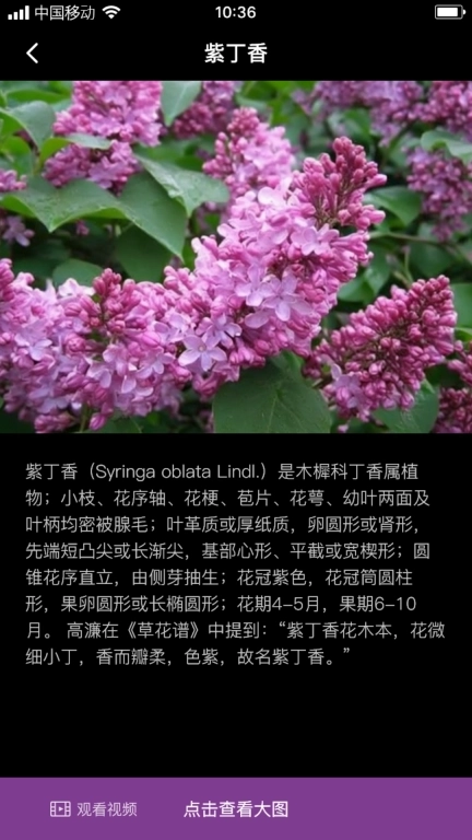 丁香花瓣