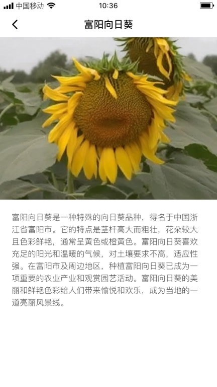 络葵花