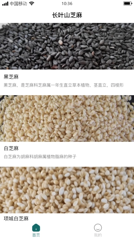 长叶山芝麻