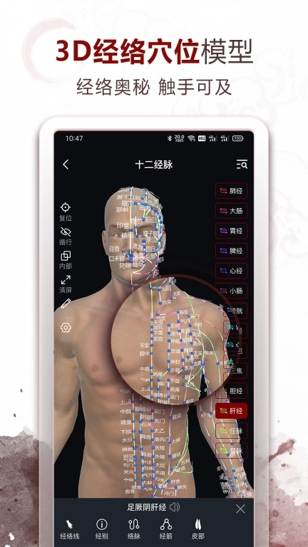 中医经络穴位-3D针灸与中医百科