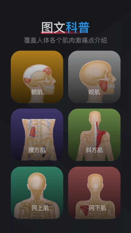 肌肉激痛点图谱-人体肌肉解剖图谱