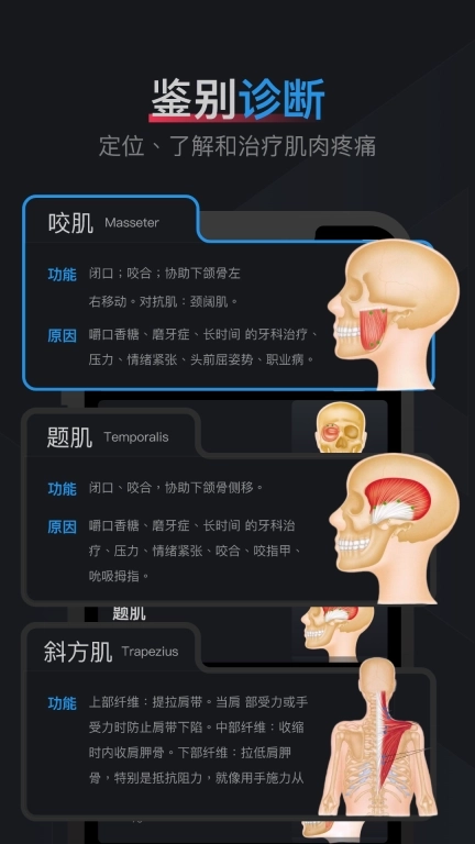 肌肉激痛点图谱-人体肌肉解剖图谱