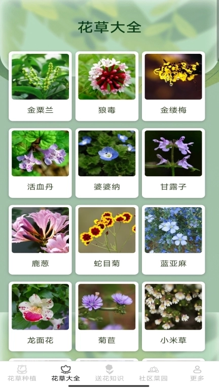 花草多点
