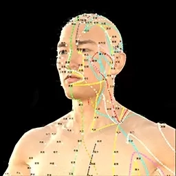 知之得芝-3D经络穴位子午流注