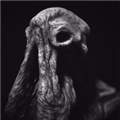SARCOPH最新版