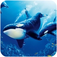 TheKillerWhale安卓版