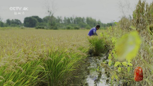 长苏影视电视剧软件安装最新版图2
