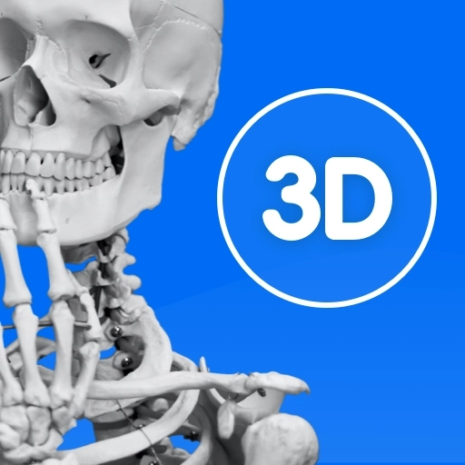3d人体模型