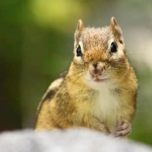 哆啦猫狗翻译器