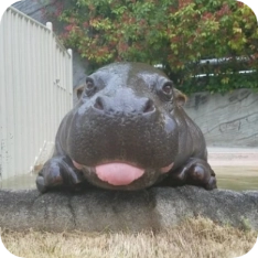 多多儿童绘本大全