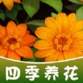四季养花游戏红包版