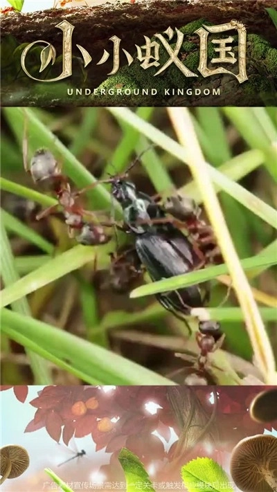 小小蚁国图1