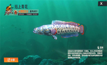 钓鱼大师