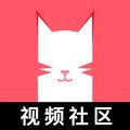 猫咪视频在线免费无限观看