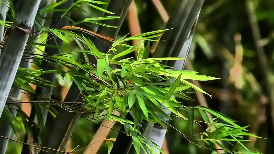 竹葉視頻所有版本