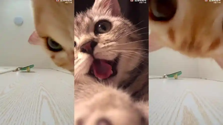 貓咪視頻app版本合集