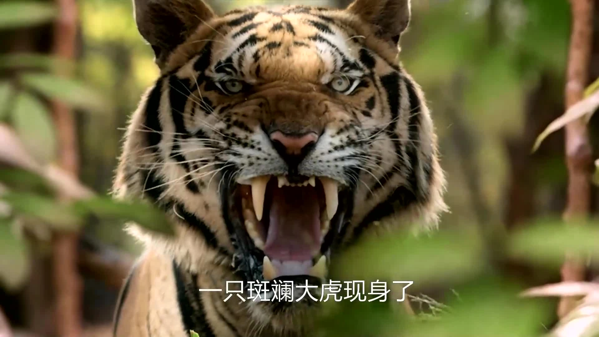 老虎影视最新版-老虎影视正版-老虎影视免费版下载