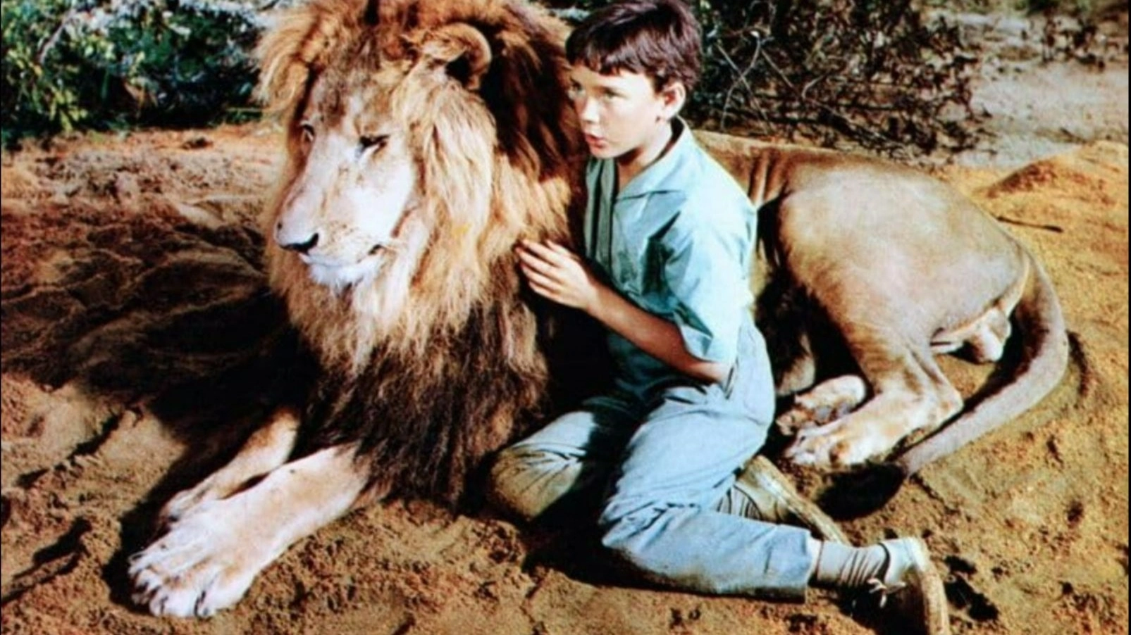 狮子影视版本大全