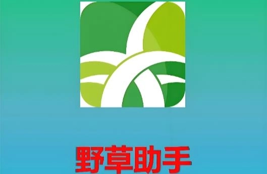 野草助手手机版-野草助手安卓版/电视版/最新版-野草助手版本大全