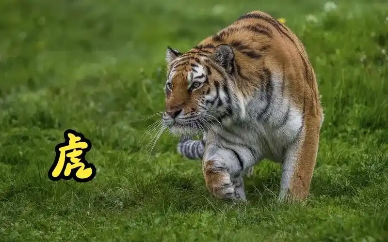 骚狐视频所有版本大全