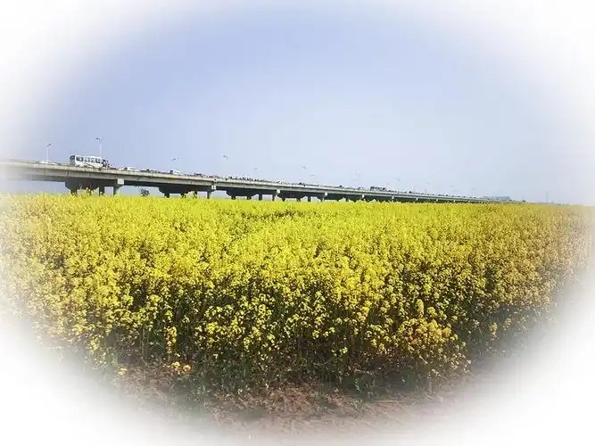 金湖论坛版本大全