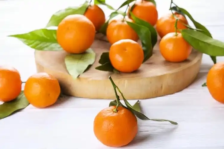 橘子盘搜版本大全-橘子盘搜官网版/安卓版/最新版下载