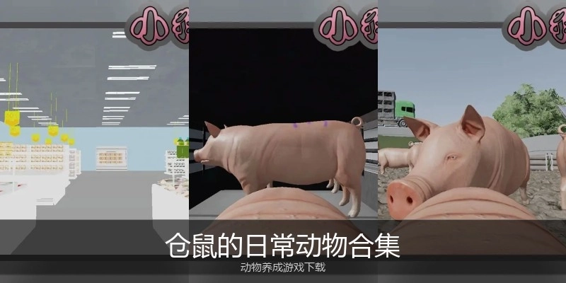 仓鼠的日常动物合集