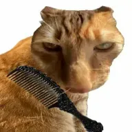 给猫梳毛最新安卓版